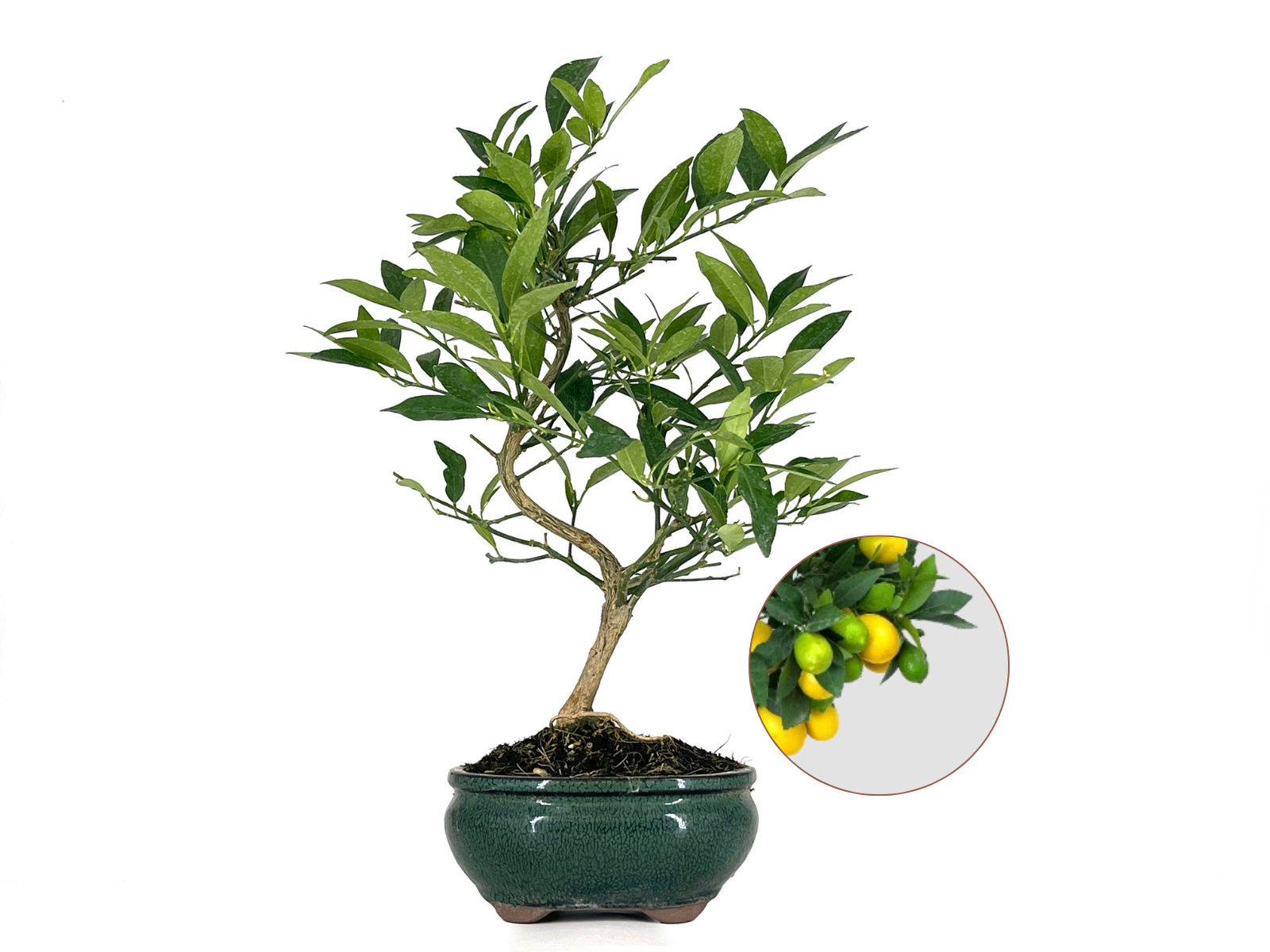 Bonsái Citrus Limequat - Limonero 8 Años
