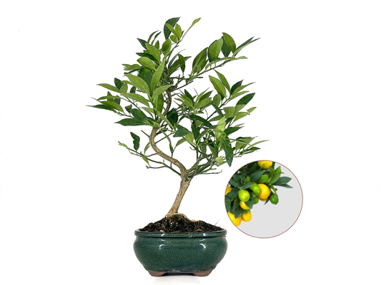 Bonsái Citrus Limequat - Limonero 8 Años
