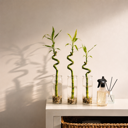 Lucky Bamboo (bambú) 3x Dracaena Sanderiana - Planta, Vidrio Y Piedras - 40-45cm_1