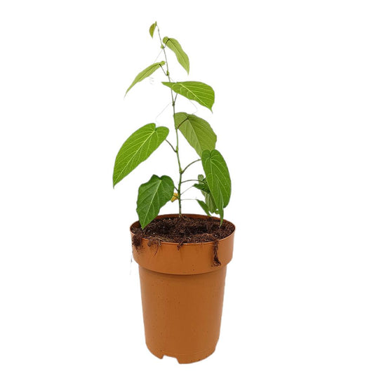 Passiflora Ligularis M23