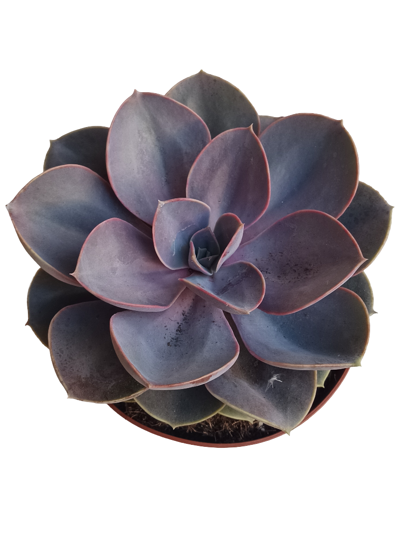 Echeveria Perla De Numberg Planta Suculenta De Sol Ø13_0