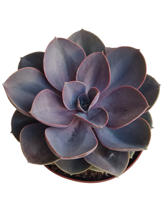 Echeveria Perla De Numberg Planta Suculenta De Sol Ø13_0