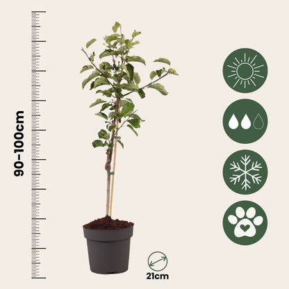 Manzano - Malus Domestica 'elstar' - Altura 90-100cm - ⌀21cm_2
