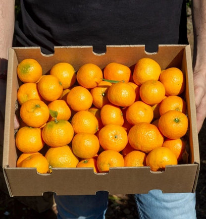 Caja de 9kg Mandarinas Del Campo Tropitop_2