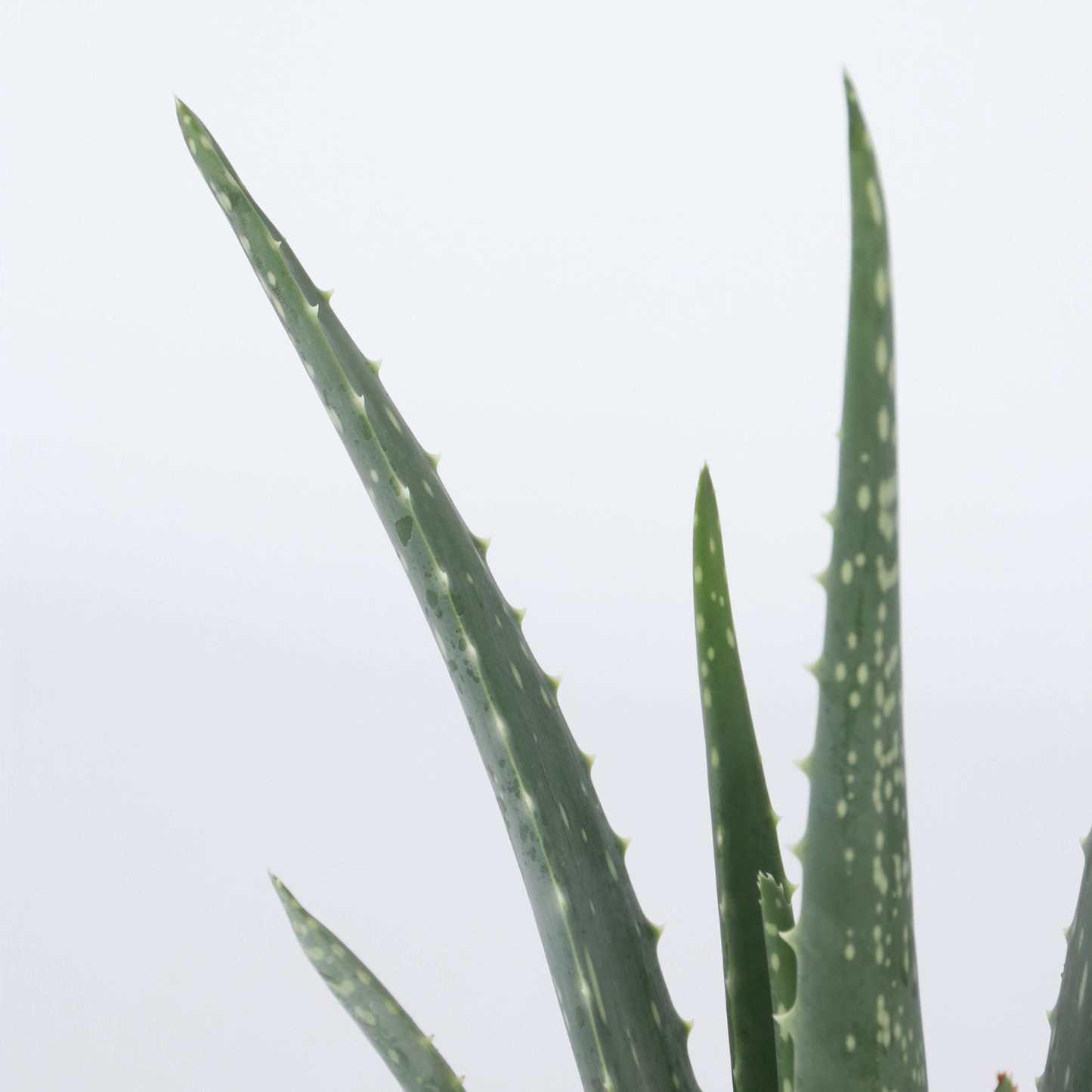 Aloe Vera - 2 Pzs - Aloe Barbadensis - Altura 25-40cm - ⌀105cm