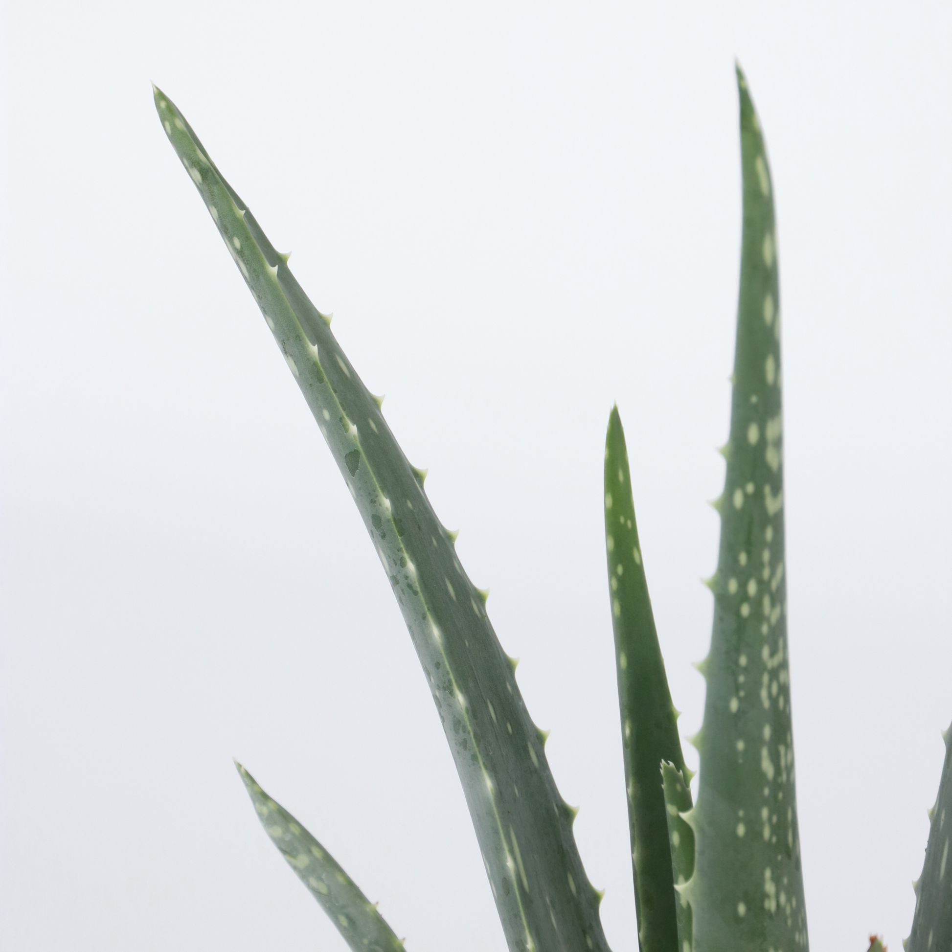 Aloe Vera - 4 Pzs - Aloe Barbadensis - Altura 25-40cm - ⌀105cm