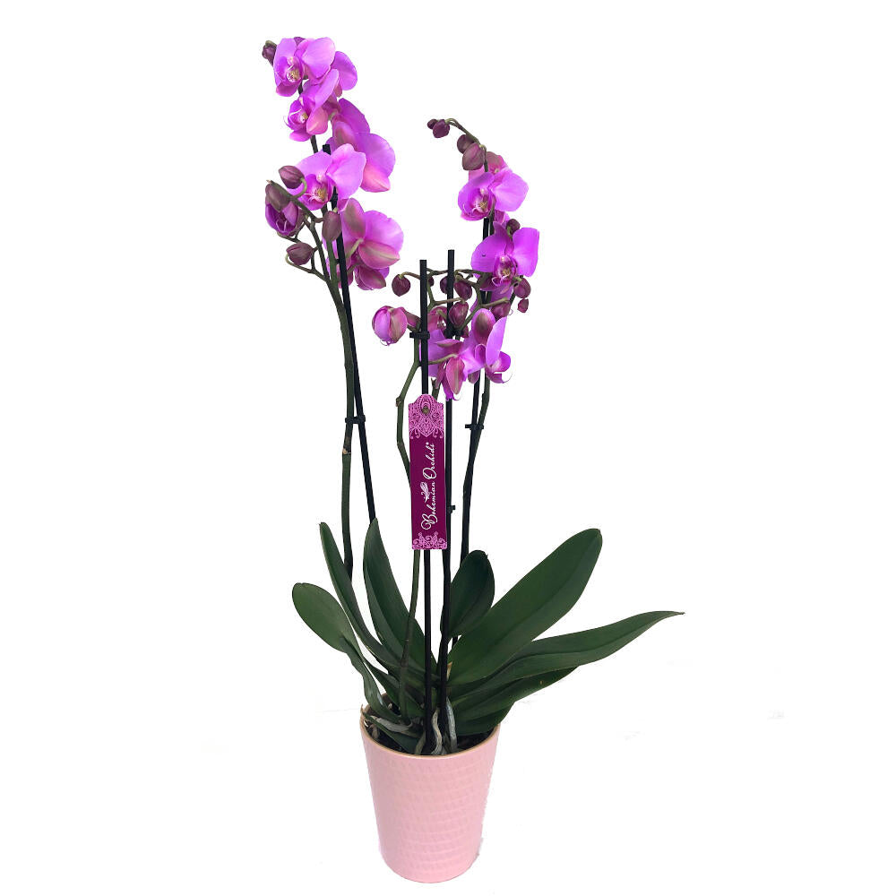 Orquidea Phalaenopsis Blaning-ton 2/3 Tallos M12 70cm_0