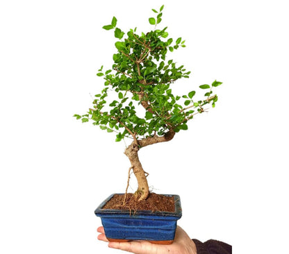 Bonsai Ligustrum 7 Años_0