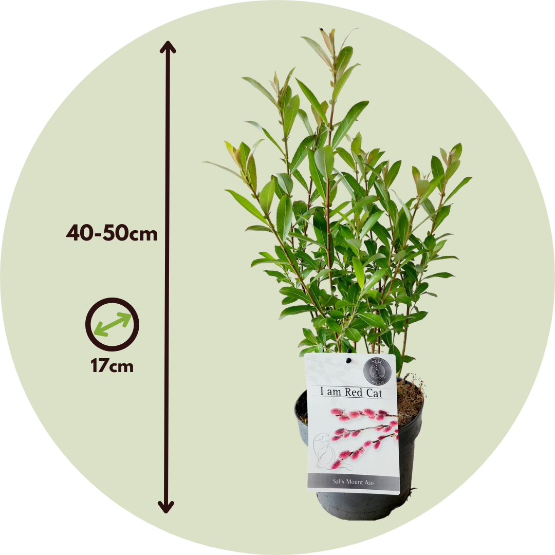 Sauce Arbustivo - Salix Gracilistyla 'mount Aso' - Altura 40-50cm - ⌀17cm_2