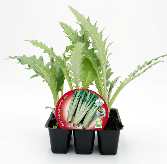 Pack Plantones Cardo 6 Ud. Natural - Fitoralia