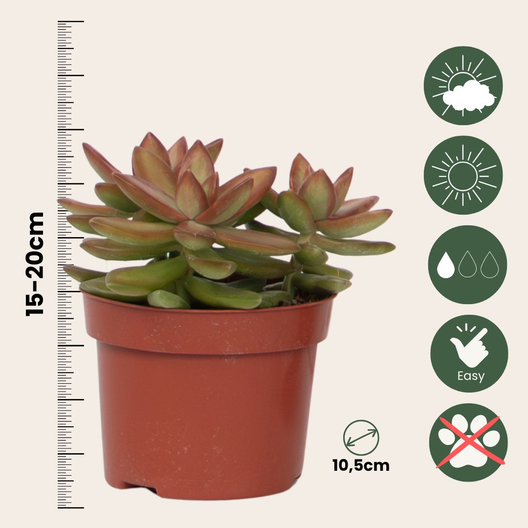 Mezcla De Suculentas - 3 Pzs - Succulent Mix - Altura 15-20cm - ⌀105cm_2