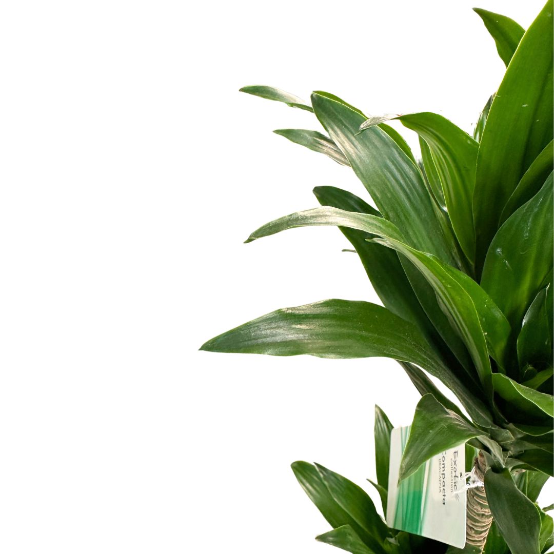 Dracena Compacta - La Planta Perfecta Para Espacios Con Poca Luz Y Bajo Mantenimiento Maceta 22cm 3 Troncos 90/60/30_1