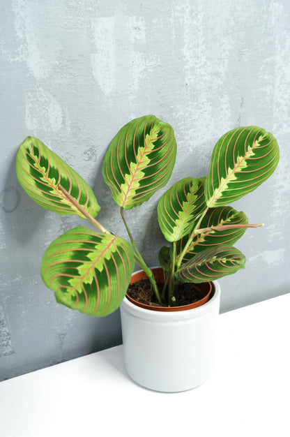 Maranta Fascinator_1