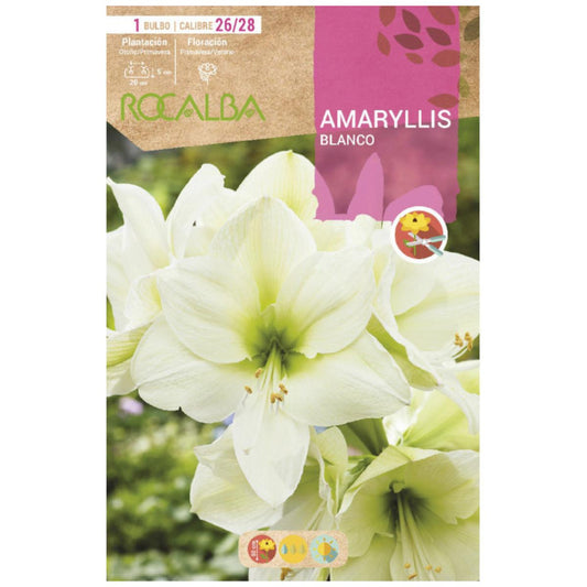 Bulbo Amaryllis blanco 1 ud Rocalba