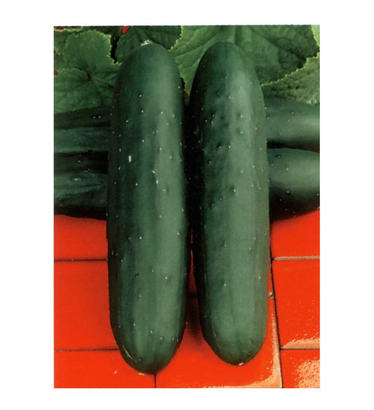 Plantón Pepino Marketmore (10 Unidades)_0