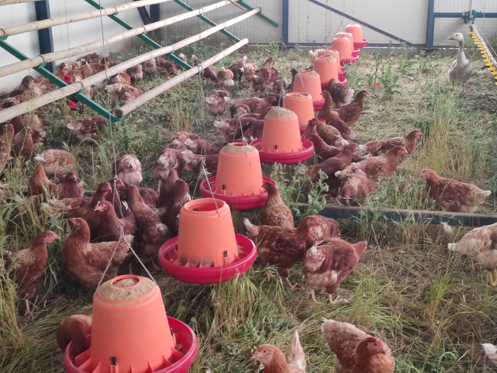 Huevos Ecológicos de Pastoreo Regenerativo (2 Docenas en estuches de 6)