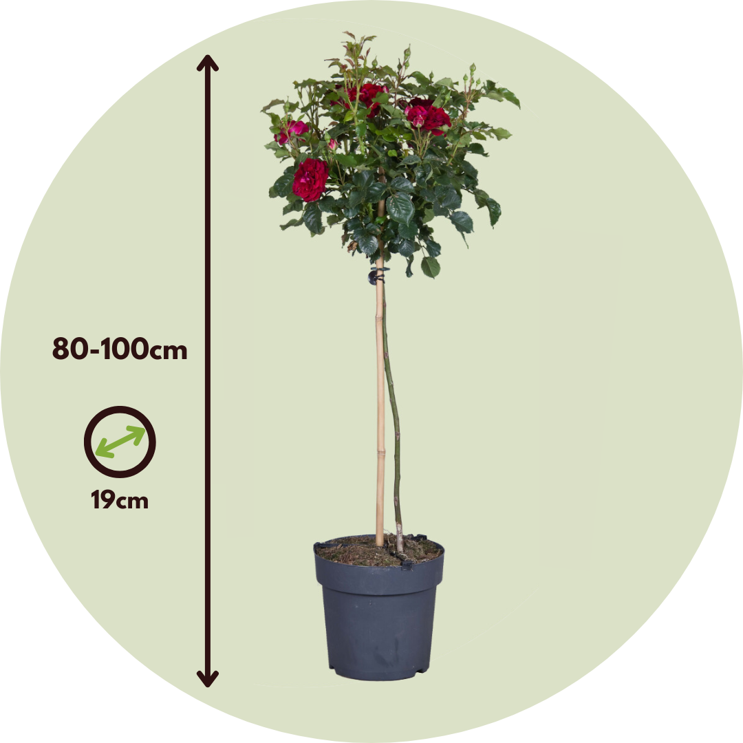 Rosa De Tallo - Rosa Palace ‘pride' - Altura 80-100cm - ⌀19cm_2