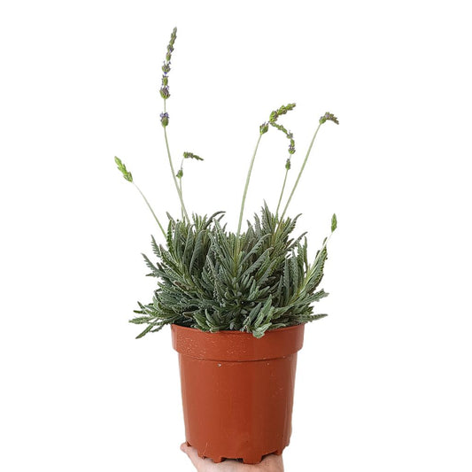 Lavanda Hibrida M17_0