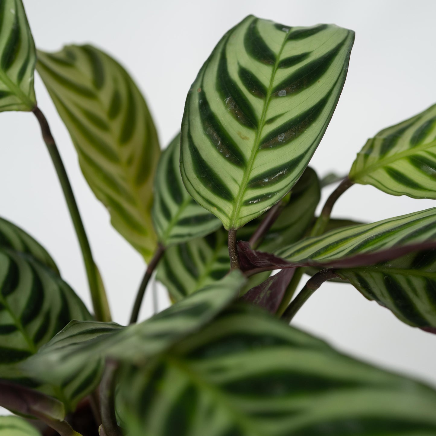 Planta De Oración - 2 Pzs - Ctenanthe 'amagris' - Altura 20-30cm - ⌀12cm