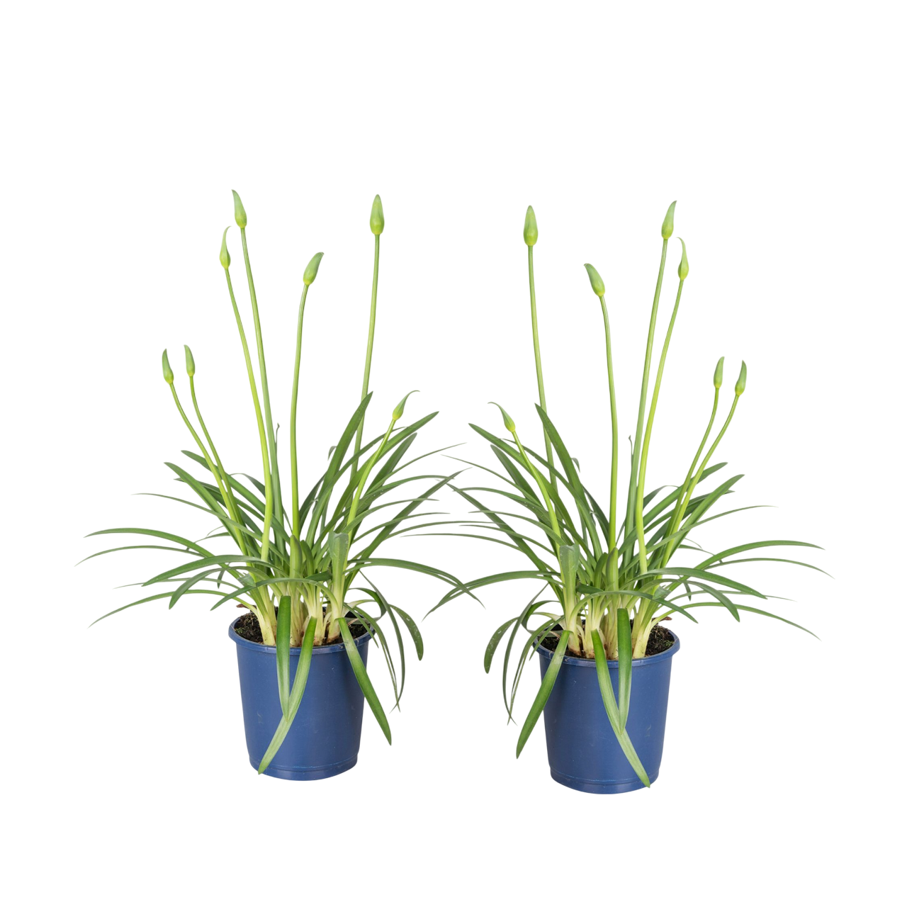 Lirio Africano - 2 Pzs - Agapanthus 'superb White' - Altura 30-45cm - ⌀14cm_0