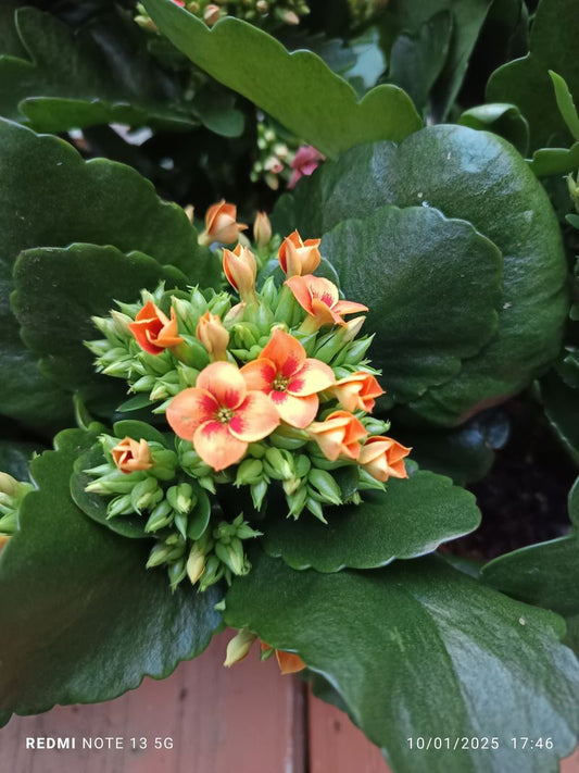 Kalanchoe Tigre Bicolor Naranja Planta Maceta Ø10_0