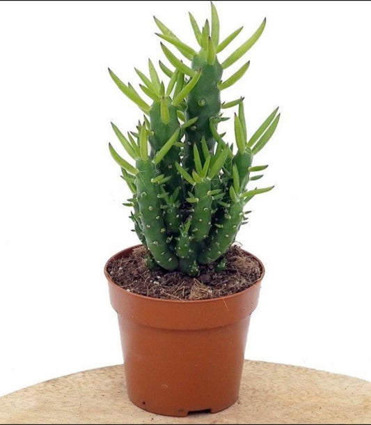 Pack 3 Cactus Alfiler De Eva, Maceta De 17 Cm._0