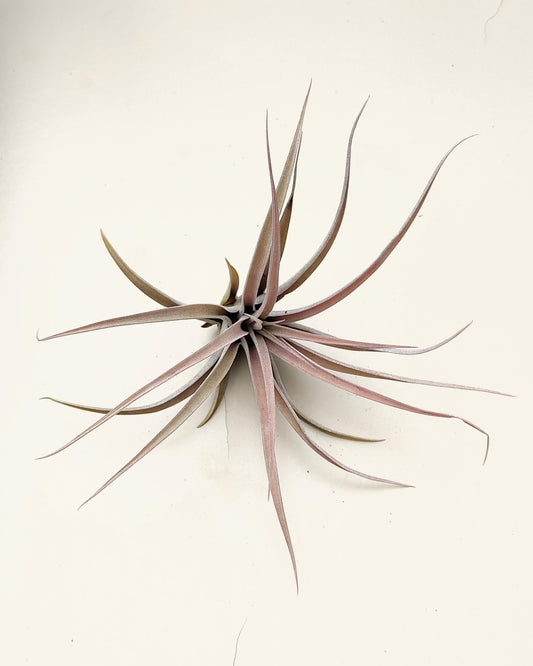 Tillandsia capitata 'Peach'; tillandsia melocotón, planta del aire; Curiosarium; altura 10-20 cm, Diámetro 12-25 cm_0