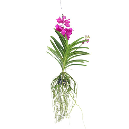 Orquídea Vanda - Vanda 'tayanee Cerise' - Altura 55-65cm