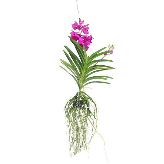 Orquídea Vanda - Vanda 'tayanee Cerise' - Altura 55-65cm