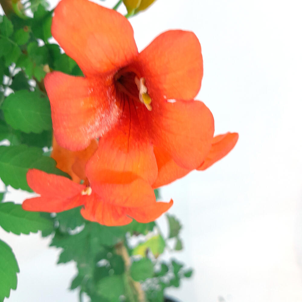 Tecomaria Capensis M20 180cm