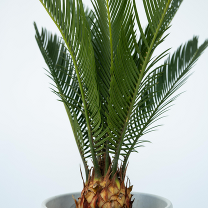 Palma De Sagú - 2 Pzs - Cycas Revoluta - Altura 45-60cm - ⌀15cm