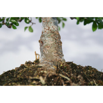 Bonsái Zelkova parvifolia 5 años - OLMO CHINO