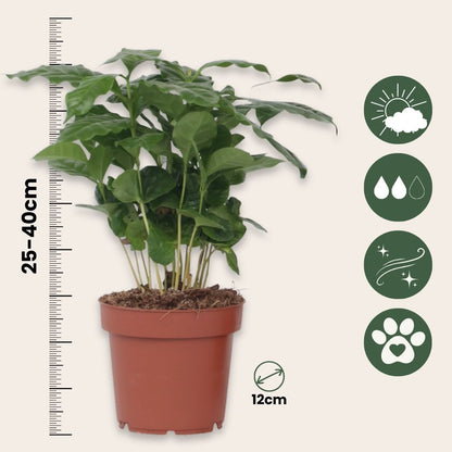 Cafeto Arábico - Coffea Arabica - Altura 25-40cm - ⌀12cm