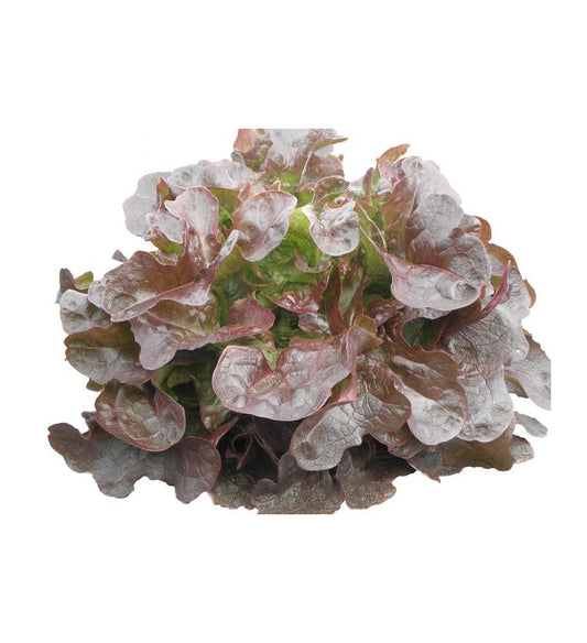 Plantón Lechuga Hoja De Roble (10 Unidades)_0