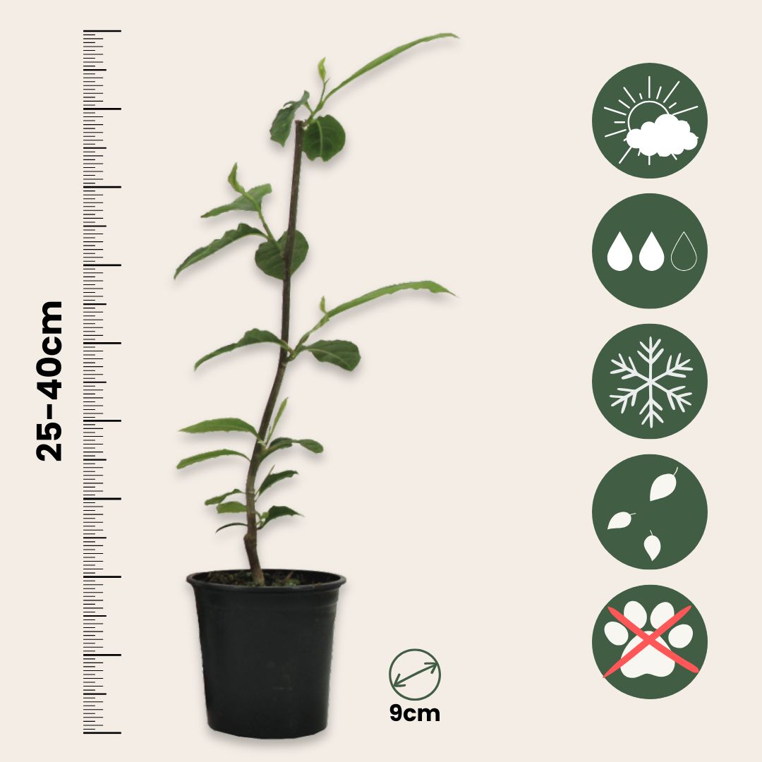 Mezcla De Magnolias - 6 Pzs - Magnolia - Altura 25-40cm - ⌀9cm_2