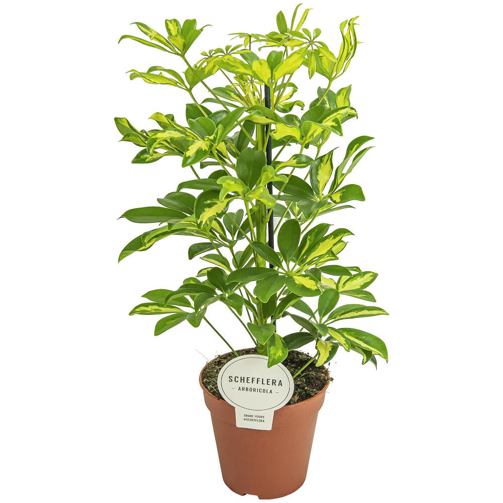 Schefflera Gerda M13 40cm_0