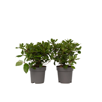 Durillo - 2 Pzs - Viburnum Tinus - Altura 25-40cm - ⌀17cm_0
