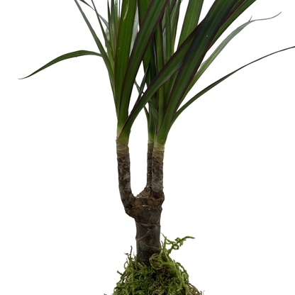 Planta Dracaena Marginata Kokedama Natural_3