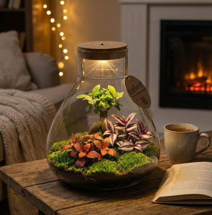 Mini Terrario Diy - Ecosistema Autosuficiente_1