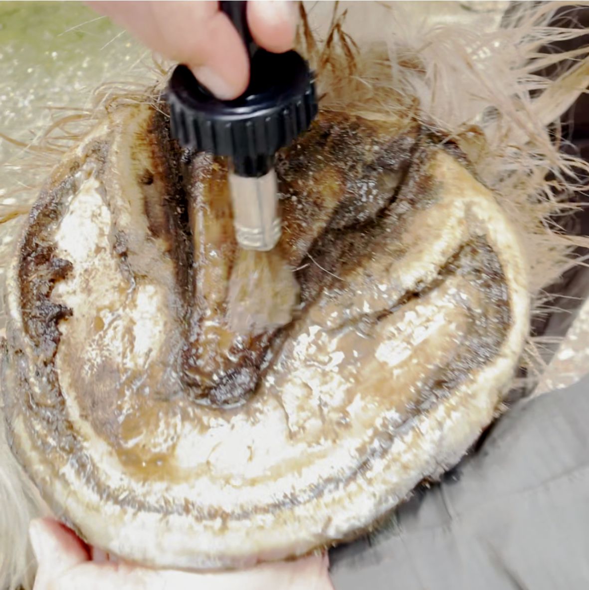 Loción Para Cascos 250 Ml_1