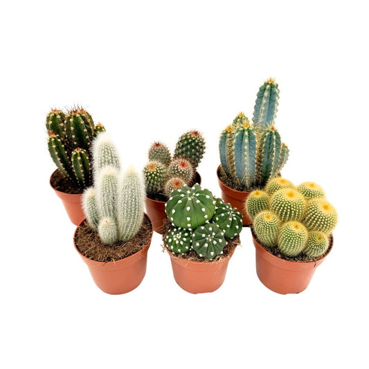 Mezcla De Cactus - Set De 6 - Cactus - Altura 15-20cm - ⌀105cm_0