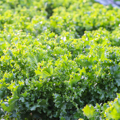 Plantón Escarola Rizada - Plantabo.