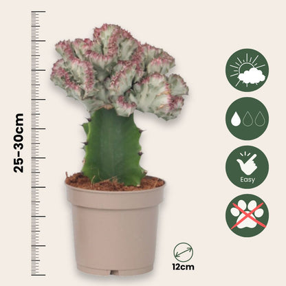 Mezcla De Cactus Euphorbia - 2 Pzs - Euphorbia 'lactea' - Altura 25-30cm - ⌀12cm_2