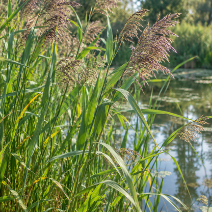 Carrizo - Phragmites Australis - 12 Plantas_2