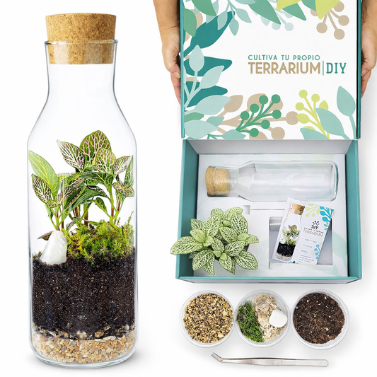 Terrarium Live Diy - Incluye Plantas Y Musgo_0