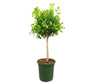 Ficus Microcarpa Moclame M32 120cm