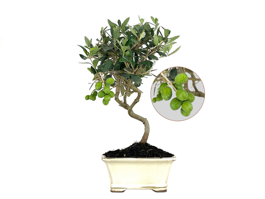 Bonsái Olea Europea – Olivo 8 Años_0