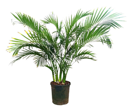 Chamaedorea Cataractarum M32 120-140cm_0