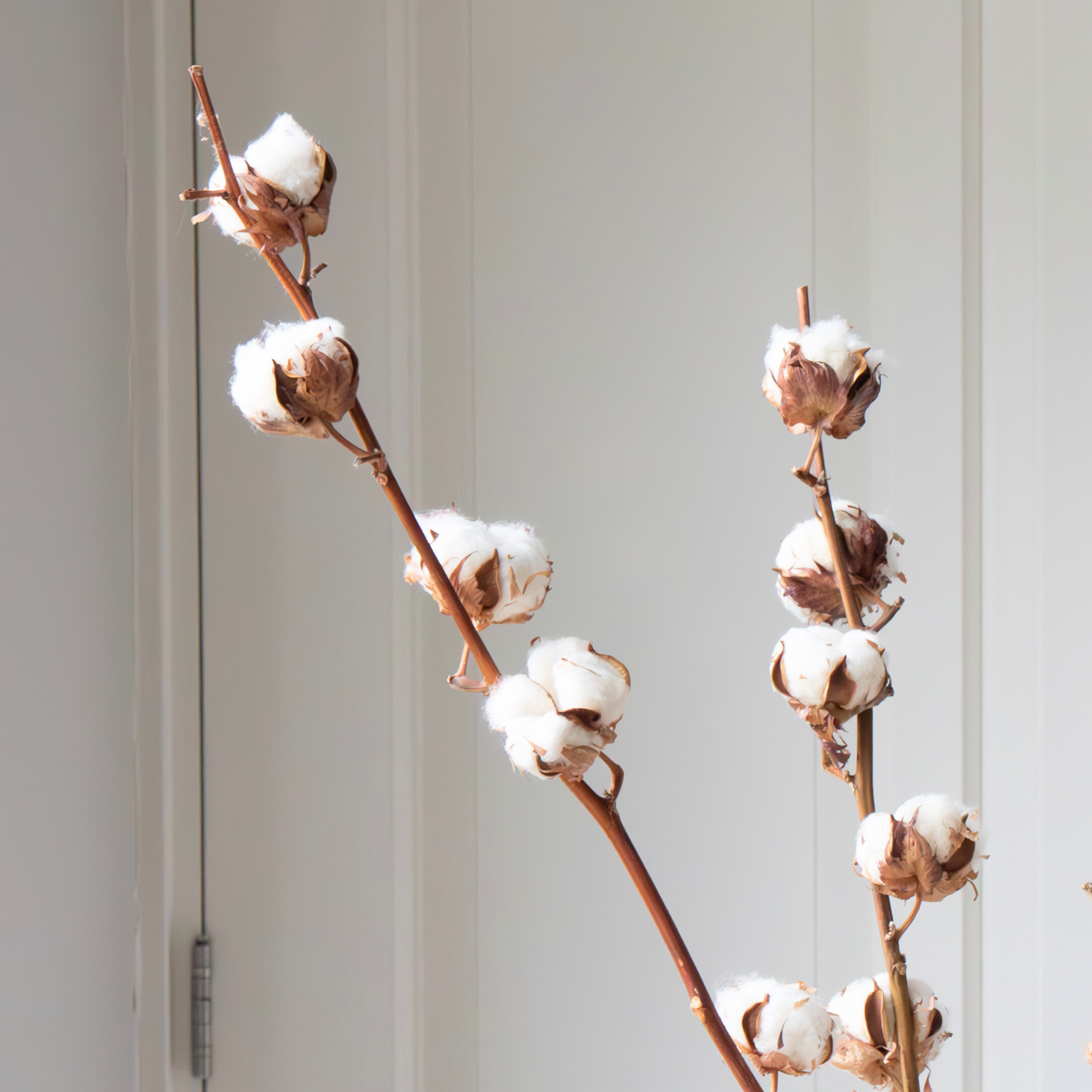 Flores Secas - 3 Pzs - Ramo 'cotton Branch'
