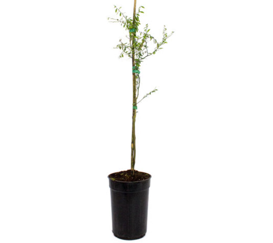 Caviar Cítrico - Plantón De 1 Metro De Finger Lime - Árbol Del Caviar De Limón_2